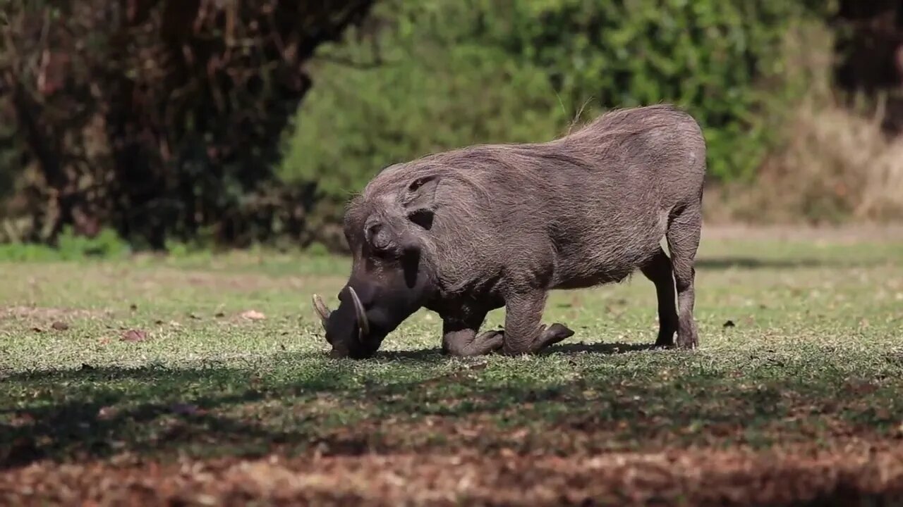 Warthog kneels down while grazing in field