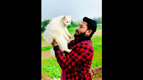 Funniest Cats 🤣