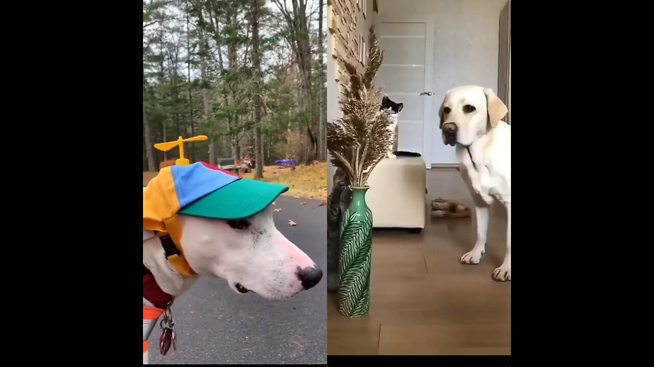 Try not to laugh Funny animals😂 #shorts #funnyvideos