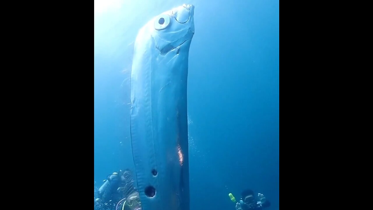 Divers Encounter Rare Doomsday Fish