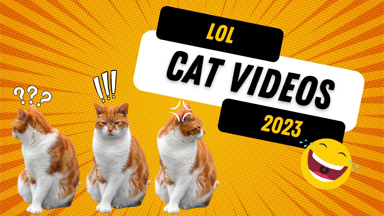 You Won't Believe What These Cats Are Up To: Silly and Funny Moments Caught on Camera