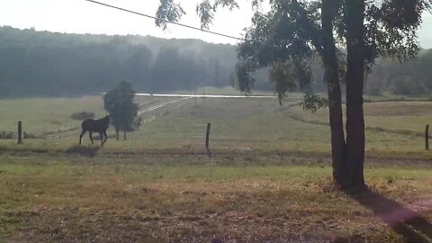 Horses running across front lawn out of pasture