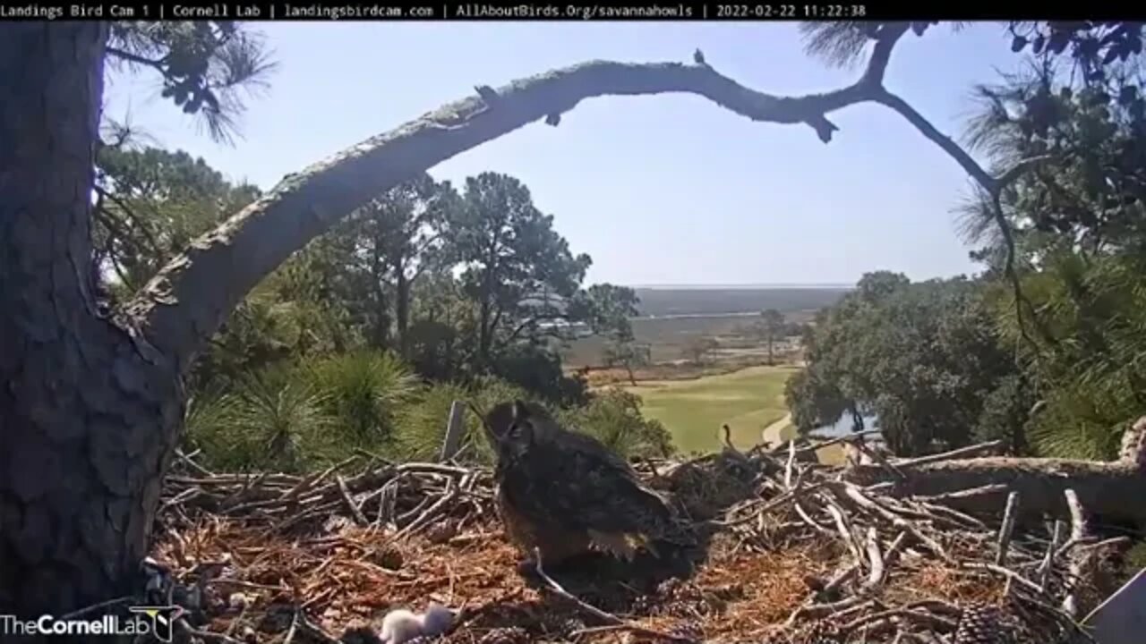 Owlet Greets Mom Upon Her Return 🦉 2/22/22 11:22