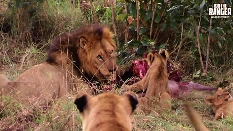 Lion Pride With A Waterbuck | Archive Footage Feat. Mapogo Lion