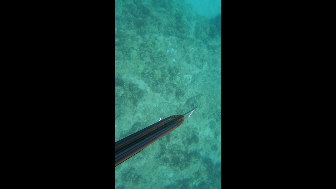 Diving Oahu 2