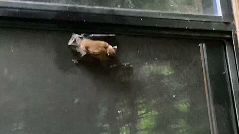 Little bat on a window.