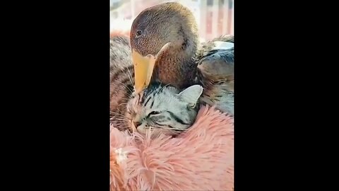 Funny Cat Cute - Cat Video