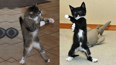 Best funny cats cut cats
