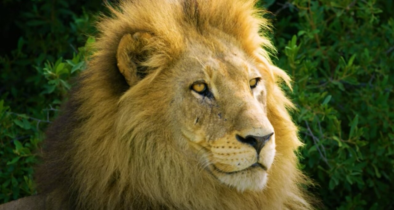 Lion Gazing Across the Field