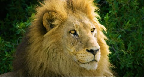 Lion Gazing Across the Field