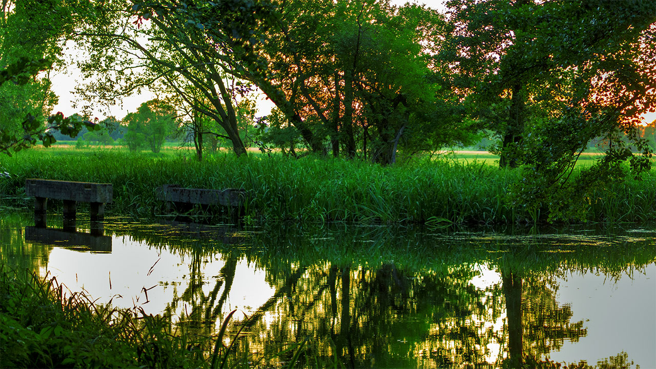 Summer in the Spreewald
