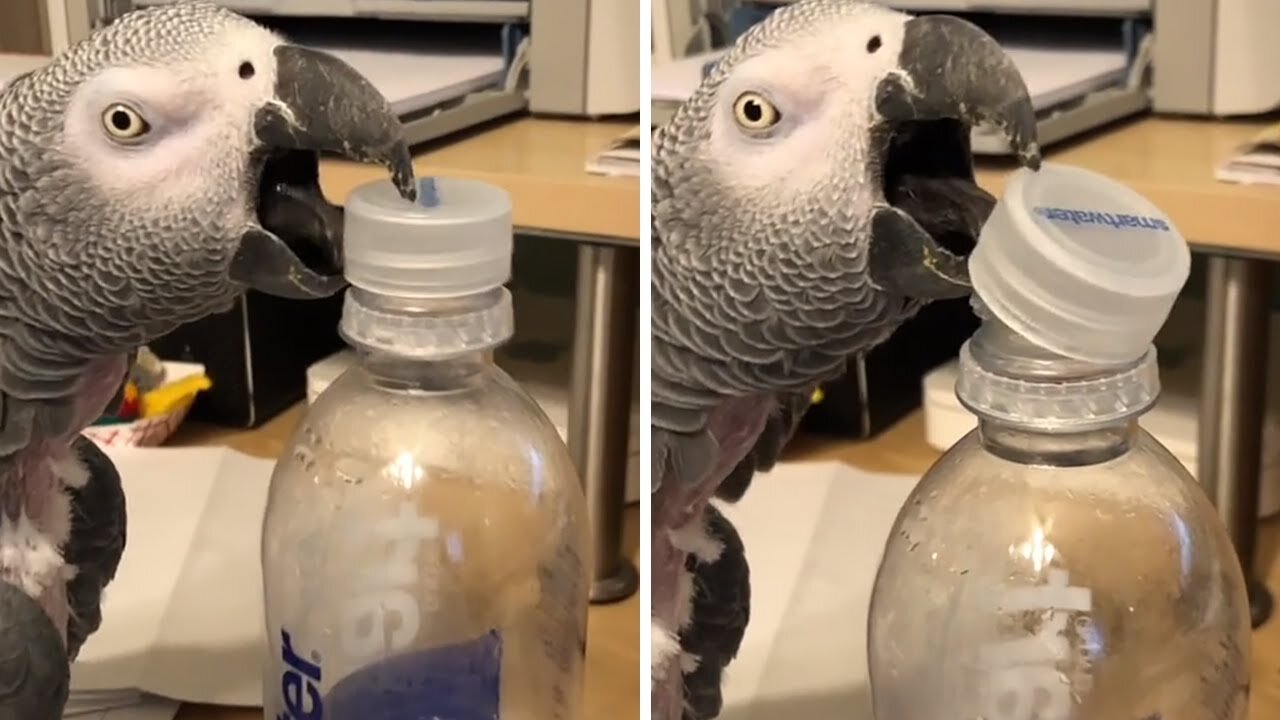 Parrot opens water bottle in very unique way