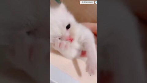 funny cat videos | cute cat videos| cute animals funny cats #shorts #shortsfunny #cutecat #funnycat