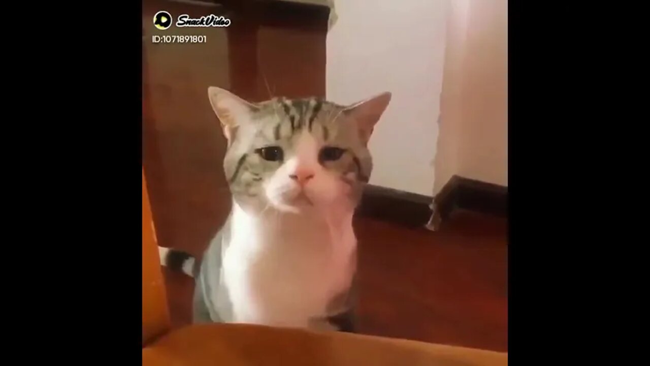 sad cat #shorts