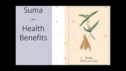 Suma - Pfaffia paniculata - Brazillian Ginseng - Health Benefits