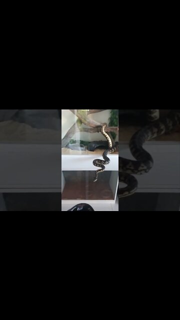 Snake Bite - Darwin Carpet Python Striking - Hit Subscribe for more