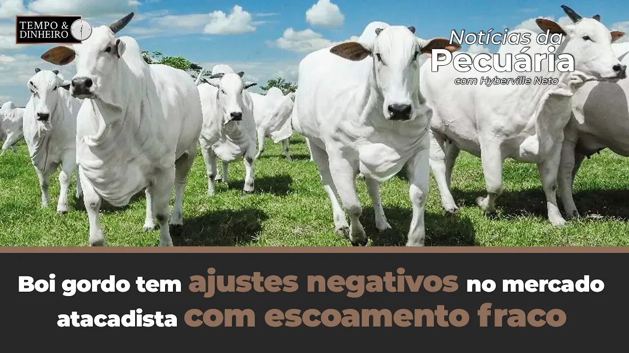 Boi gordo tem ajustes negativos no mercado atacadista com escoamento fraco na segunda quinzena