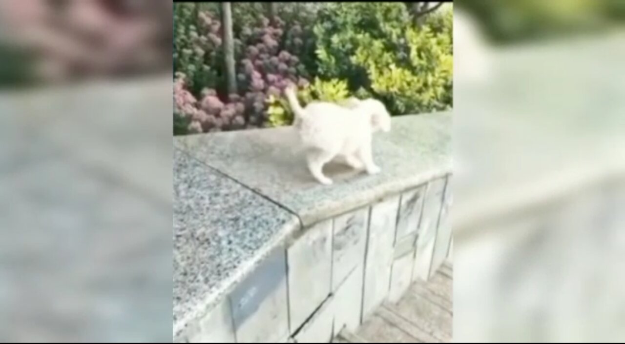 🐕 Dog is sliding with very smoothly that's amazing video of dog