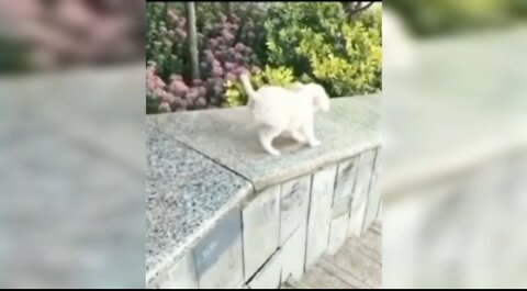 🐕 Dog is sliding with very smoothly that's amazing video of dog