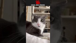 homem é homem até para os felinos 😂😂😂