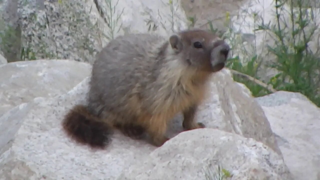 Ground Hogs On The Hill