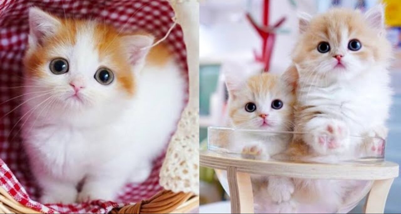 Baby Cats - Cute and Funny Cat Videos Compilation Animals