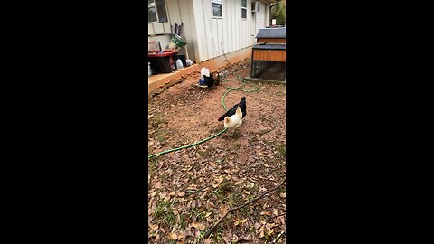 Chickens and Rambling