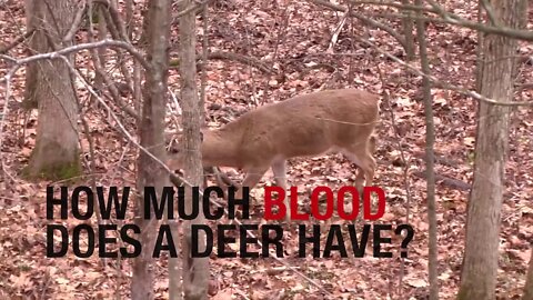 How Much Blood Does a Deer Need to Lose?