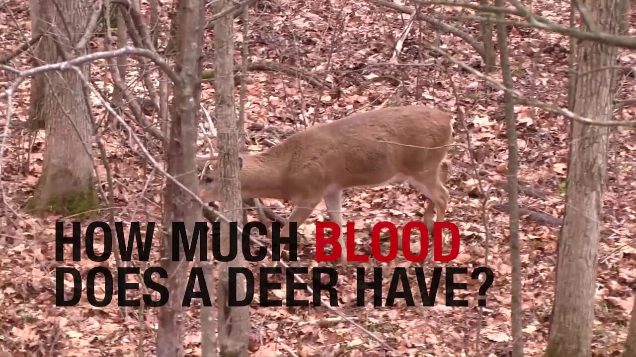 How Much Blood Does a Deer Need to Lose?