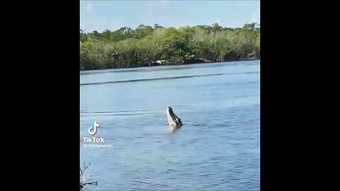 Crocodile Vs Drone, Wild Nature...