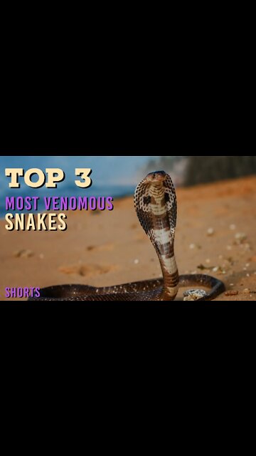 Top 3 Most Venomous Snakes | BEWARE of These Danger Noodles! #shorts