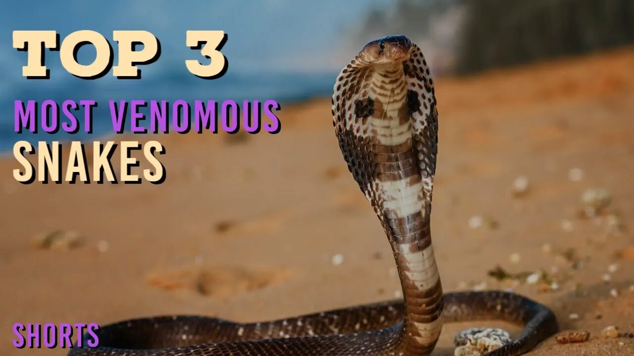 Top 3 Most Venomous Snakes | BEWARE of These Danger Noodles! #shorts