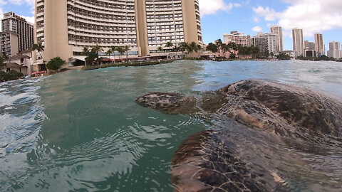 Huge Sea Turtle Awesome crystal clear closeup footage Sheraton Waikiki