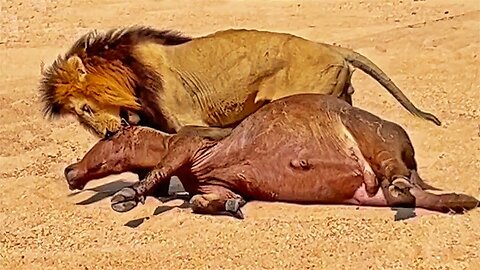 Male Lion Catches and Drags Entire Buffalo