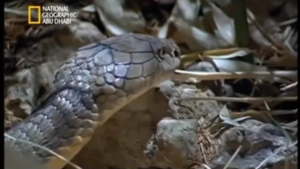 شاهد كيف تتزاوج أفعى الكوبرا الملك 😨😱🐍