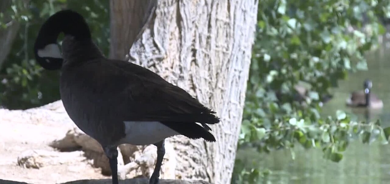 Geese woes at Floyd Lamb Park