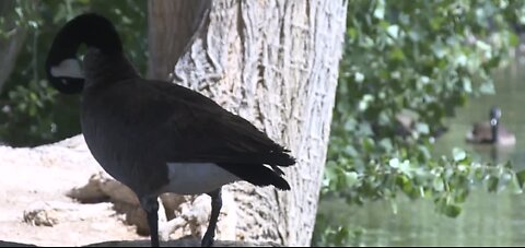 Geese woes at Floyd Lamb Park