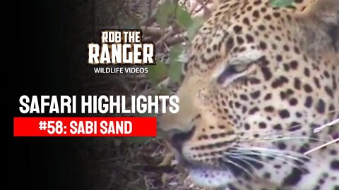 Safari Highlights #58: 09 -13 August 2010 | Sabi Sand Nature Reserve | Latest Wildlife Sightings