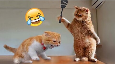 Best Funny Animal Videos of the year (2023), funniest animals ever. relax with cute animals video