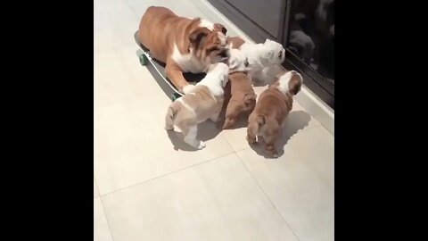 🛹🐕 Bulldog Mommy Skates With Her Puppies🧸😂#shorts