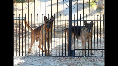 Guard Dog Training Step by Step!!