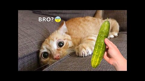 Funny Cats and Dogs Videos 🤣 - Funniest Animal Videos 2023! 🥰