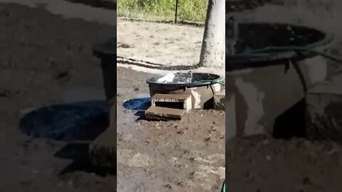 Muscovy's love water