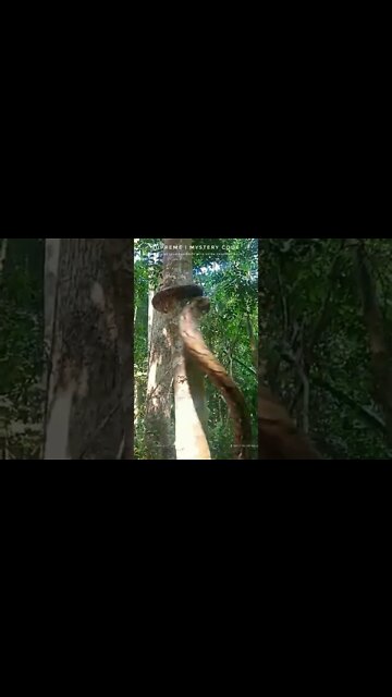 Viral Video: Massive Python Climbs Tree in a Mesmerising Way