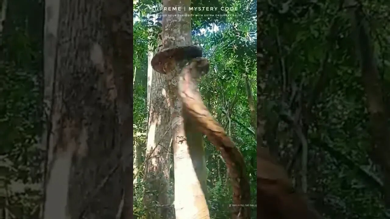 Viral Video: Massive Python Climbs Tree in a Mesmerising Way