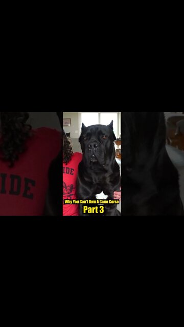 Why You CAN'T Own a Cane Corso Pt. 3