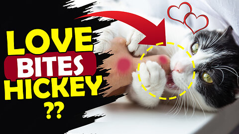 CAT LOVE BITES OR LANGUAGE OF AFFECTION ? EVERY CAT OWNER SHOULD KNOW THIS