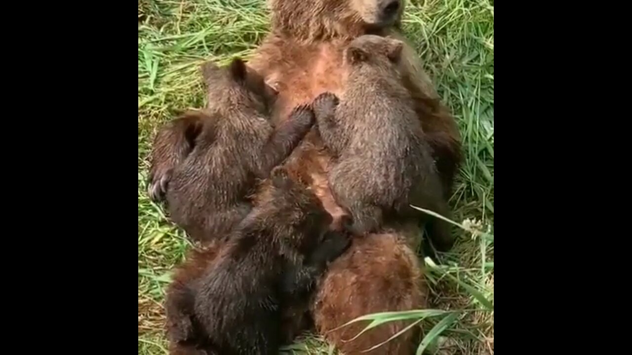 Newborn bear cubs are tiny (about 500 grams), blind, deaf, toothless, almost naked