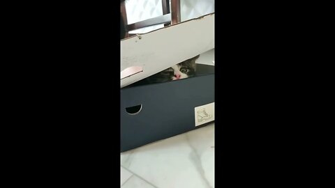 Cat Smooshed The kitten.