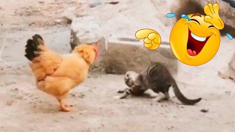 Funny Animals - Cats in funny moments